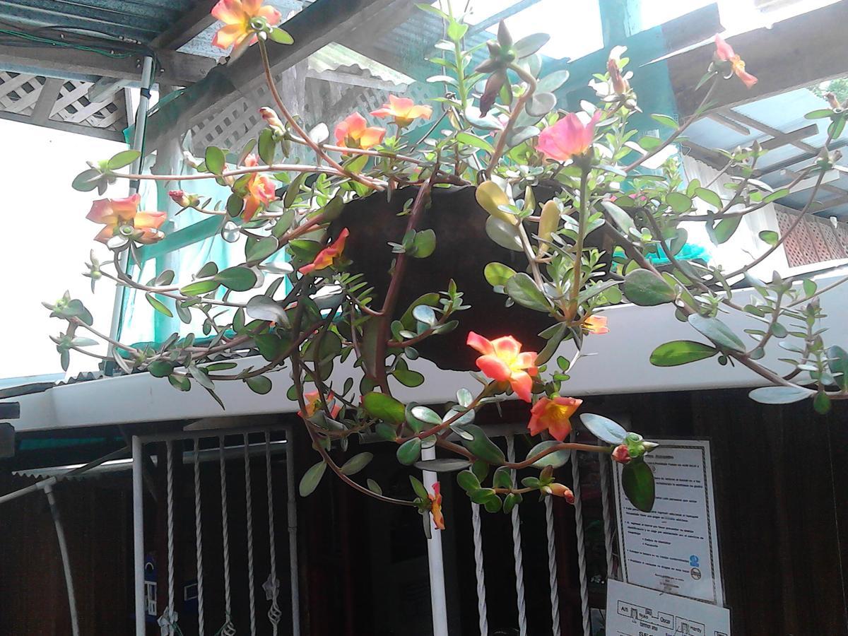 Hostel Julieta Rivas Εξωτερικό φωτογραφία